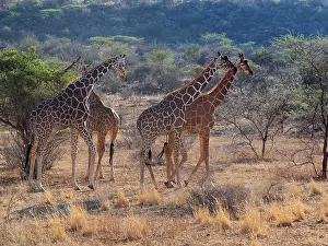 Reticulated: 80199929 Reticulated Giraffe - group Samburu Game