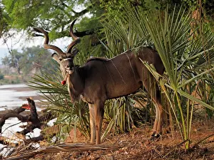 Samburu: 80199930 Greater Kudu - buck eating fruit Samburu