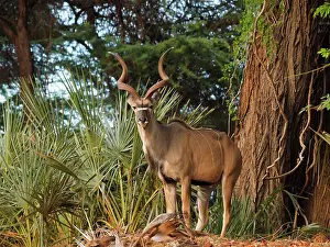 Samburu: 80199932 Greater Kudu - buck in forest Samburu Game