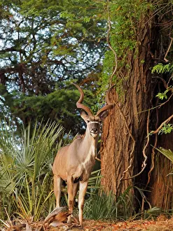 Samburu: 80199933 Greater Kudu - buck in forest Samburu Game