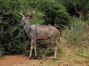 Samburu: 80199934 Greater Kudu - buck in forest Samburu Game