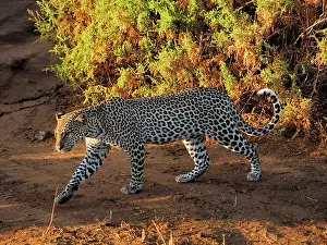 Samburu: 80199935 Leopard - walking Samburu Game Reserve