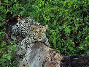 Samburu: 80199936 Leopard - lying on dead tree Samburu Game