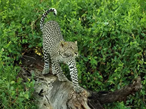 Stretching: 80199937 Leopard - stretching on dead tree Samburu