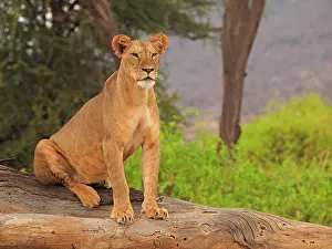 Lioness: 80199938 African Lion - lioness sitting on dead