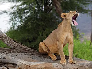 Lioness: 80199939 African Lion - lioness sitting on dead