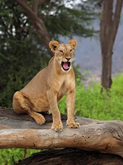 Lioness: 80199940 African Lion - lioness sitting on dead