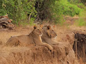 Lioness: 80199941 African Lion - male lion and lioness lying