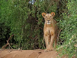 Lioness: 80199942 African Lion - lioness Samburu Game Reserve