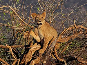 Lioness: 80199943 African Lion - lioness sitting in bush
