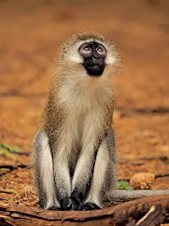 Vervet: 80199944 Black-Faced Vervet - sitting Samburu Game