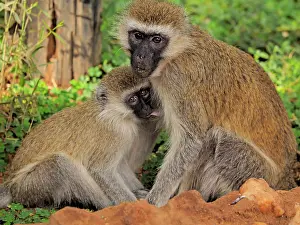 Vervet: 80199945 Black-Faced Vervet - female nursing young