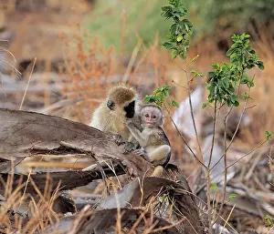 Vervet: 80199946 Black-Faced Vervet - adult and very young