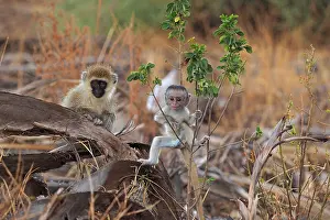 Vervet: 80199947 Black-Faced Vervet - adult and very young