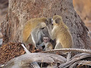 Vervet: 80199948 Black-Faced Vervet - adult and very young