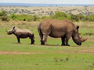Square: 80199949 White Rhino - female with calf Solio Ranch