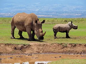 Square: 80199950 White Rhino - female with calf at waterhole