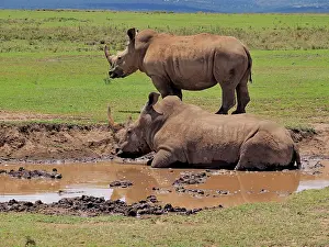 Square: 80199951 White Rhino - male and female at waterhole