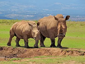 Square: 80199952 White Rhino - male and female at waterhole
