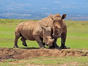 Square: 80199953 White Rhino - male and female at waterhole