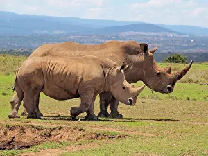 Square: 80199954 White Rhino - male and female at waterhole