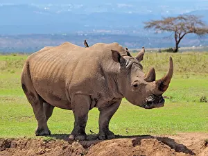 Square: 80199955 White Rhino - large male Solio Ranch, Kenya
