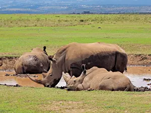 Square: 80199956 White Rhino - group at waterhole Solio