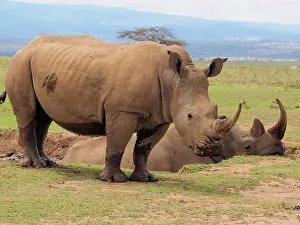 Square: 80199957 White Rhino - group at waterhole Solio
