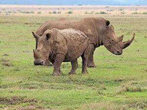 Square: 80199958 White Rhino - male and female Solio Ranch