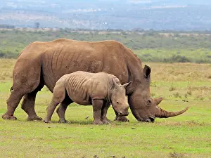 Rhinoceros: 80199959 White Rhino - female with calf Solio Ranch