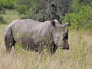 Rhinoceros: 80199960 White Rhino - adult Solio Ranch, Kenya