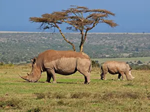 Rhinoceros: 80199961 White Rhino - female with calf Solio Ranch