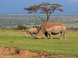 Rhinoceros: 80199962 White Rhino - female with calf Solio Ranch