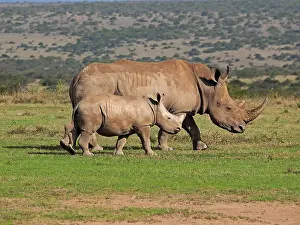 Rhinoceros: 80199963 White Rhino - female with calf Solio Ranch