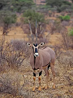 Oryx: 80199964 Oryx Antelope - female Samburu Game Reserve