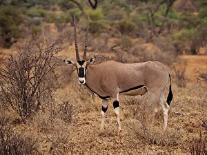 Oryx: 80199965 Oryx Antelope - male Samburu Game Reserve