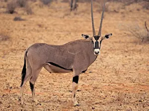 Oryx: 80199966 Oryx Antelope - male Samburu Game Reserve