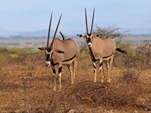 Oryx: 80199967 Oryx Antelope Samburu Game Reserve, Kenya