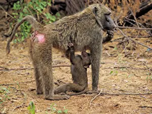 Olive: 80199968 Olive Baboon - mother nursing young Samburu