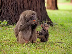 Olive: 80199969 Olive Baboon - mother with young eating