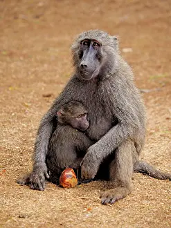 Olive: 80199970 Olive Baboon - mother with young eating