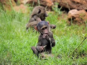 Olive: 80199971 Olive Baboon - young Samburu Game Reserve