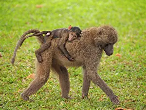Olive: 80199972 Oliv Baboon - mother with young sitting