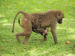 Olive: 80199973 Oliv Baboon - mother nursing young whiile