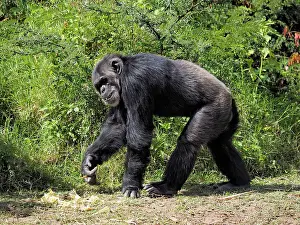 Chimpanzee: 80199974 Chimpanzee - adult male Sweetwater Chimpanzee