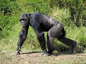 Chimpanzee: 80199975 Chimpanzee - adult male Sweetwater Chimpanzee