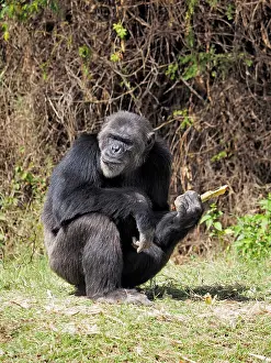 Piece: 80199976 Chimpanzee - adult male wth piece of bamboo