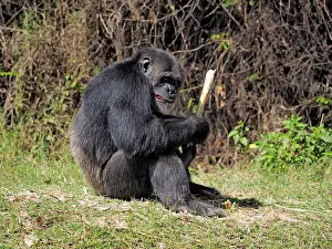 Piece: 80199977 Chimpanzee - adult male wth piece of bamboo