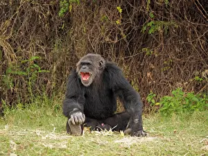 Chimpanzee: 80199978 Chimpanzee - adult male sitting on the