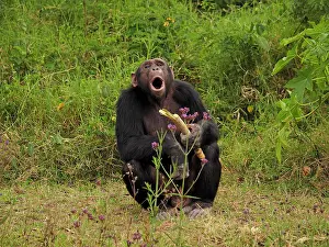 Piece: 80199979 Chimpanzee - adult male wth piece of bamboo